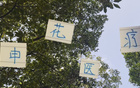申花醫(yī)療效果顯著，除阿馬杜，其他球員快速恢復。